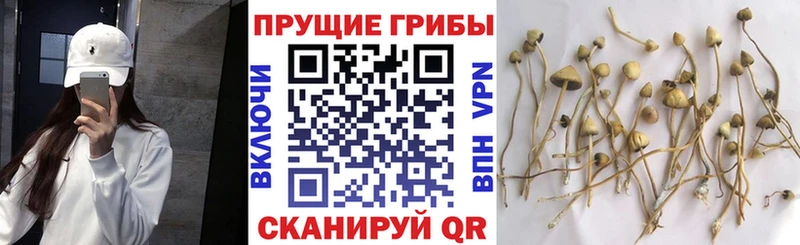 Купить  Яровое  Псилоцибиновые грибы мухоморы 